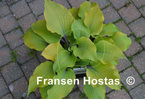 Hosta Holar Rising Flame